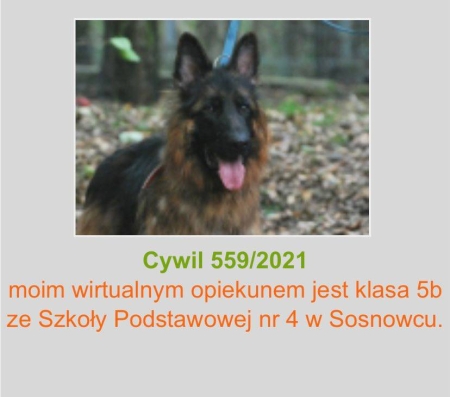 Wirtualna adopcja psa Cywila